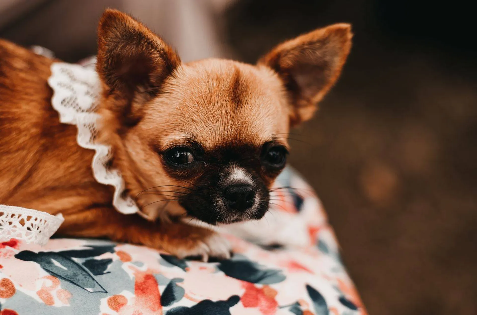 Les Mariages de Mademoiselle L Un Mariage qui a du chien ! Les conseils de votre wedding planner à Bordeaux et Arcachon - Crédit photo L'Instant par Phé