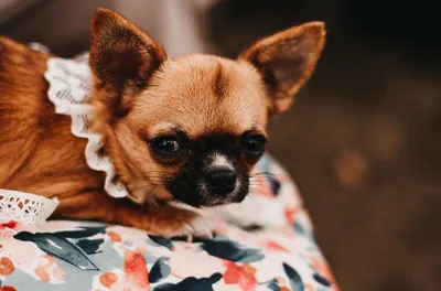 Les Mariages de Mademoiselle L Un Mariage qui a du chien ! Les conseils de votre wedding planner à Bordeaux et Arcachon - Crédit photo L'Instant par Phé