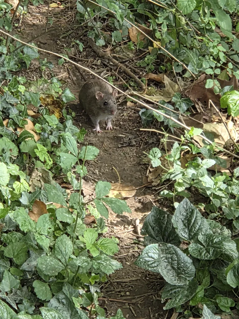 Présence de rats et de souris dans le poulailler près de ma maison