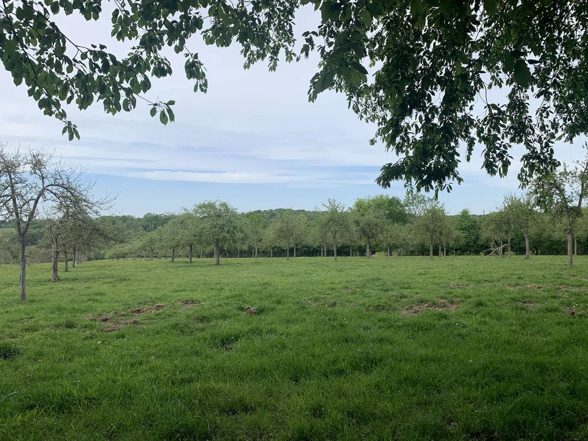 EN VENTE - En NORMANDIE, région Pays d'Auge du CALVADOS, et secteur LIVAROT, domaine agricole et forestier de 120 ha