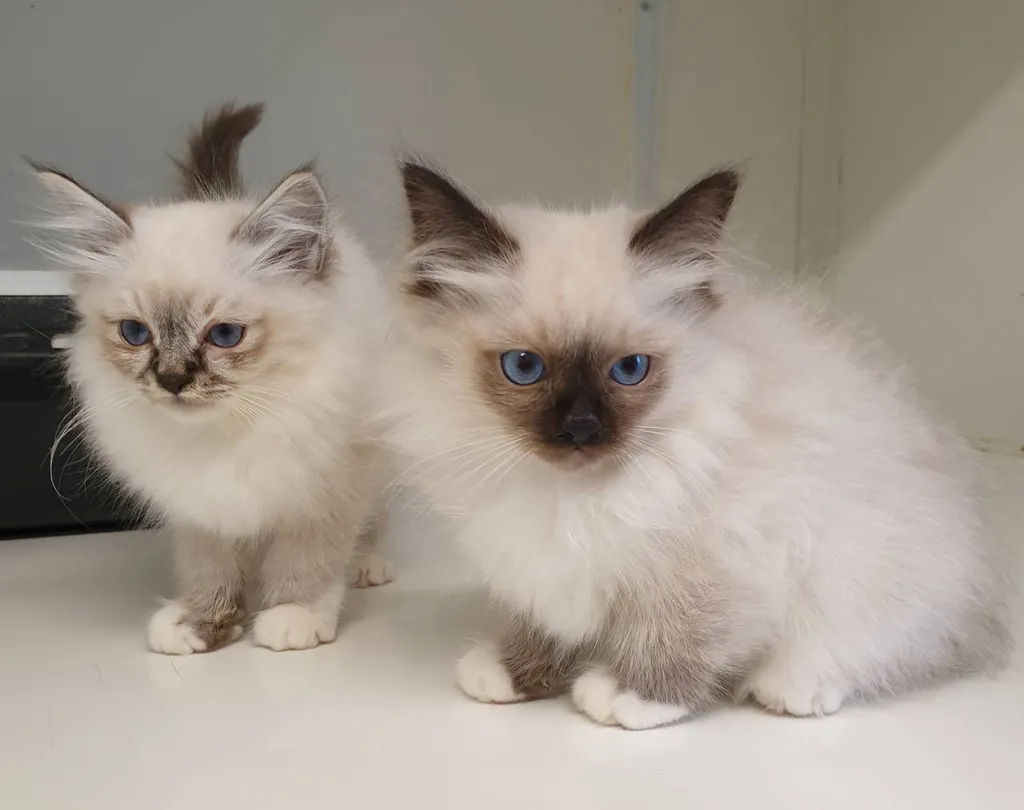 Chatons SACRE DE BIRMANIE inscrit au LOOF à Avignon
