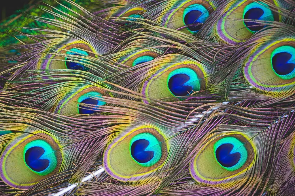 Dizing décoration intérieur