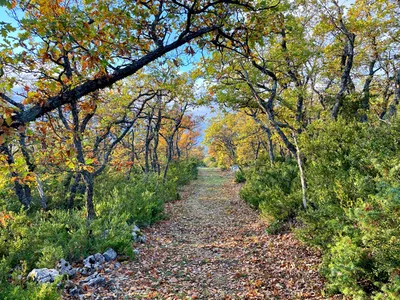 Bergerie d'environ 200 m² au coeur des Monts de Vaucluse sur plus de 37 hectares   