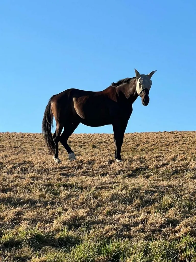 Tarifs pension chevaux propriétaires à La Fouillouse proche de Saint-Etienne
