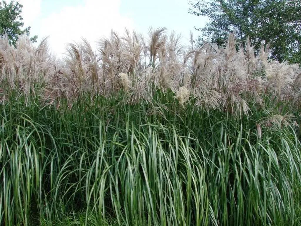 miscanthus sinensis  'Silberfeder'