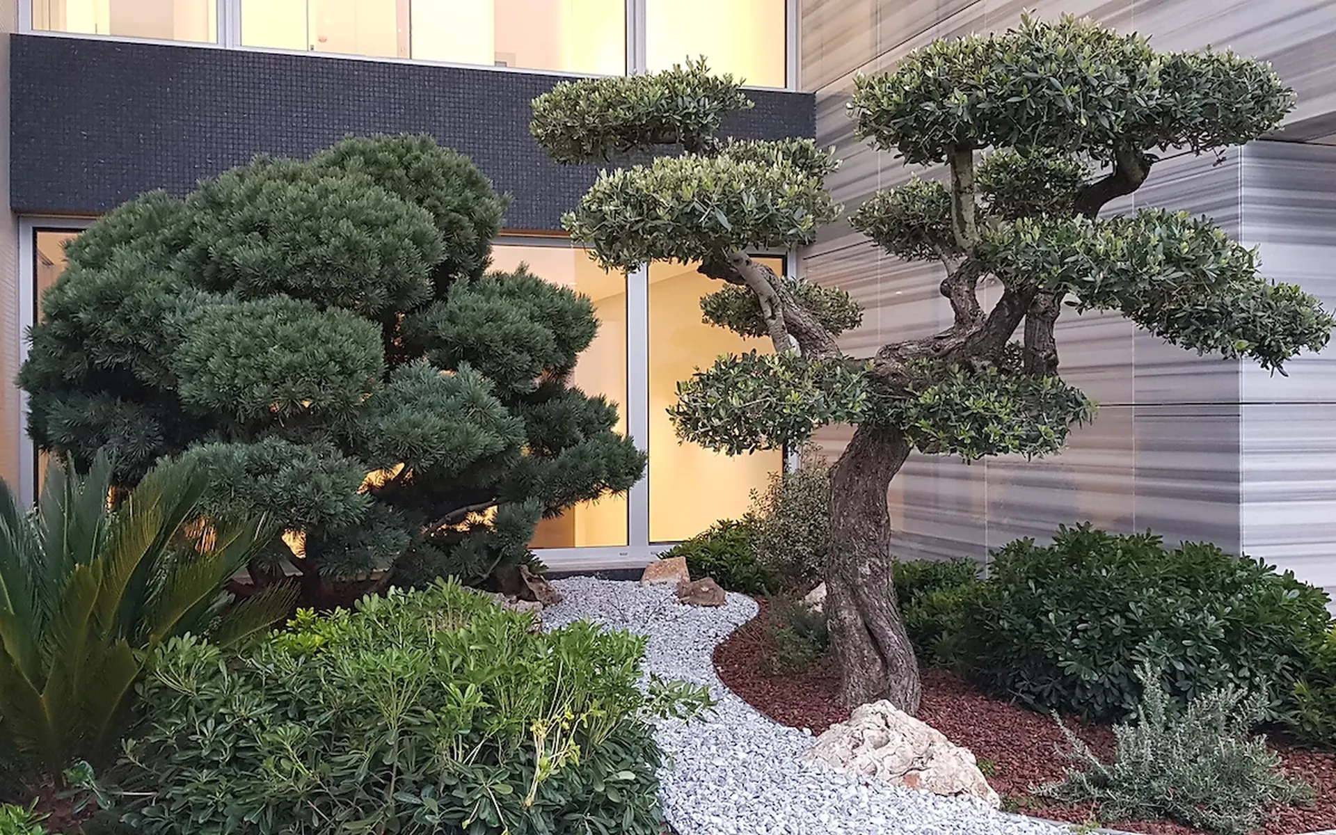 Olivier en bonsai et paillage à Monaco