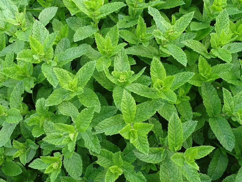 Acheter ses plantes aromatiques de menthe à ma ferme Eguilles 