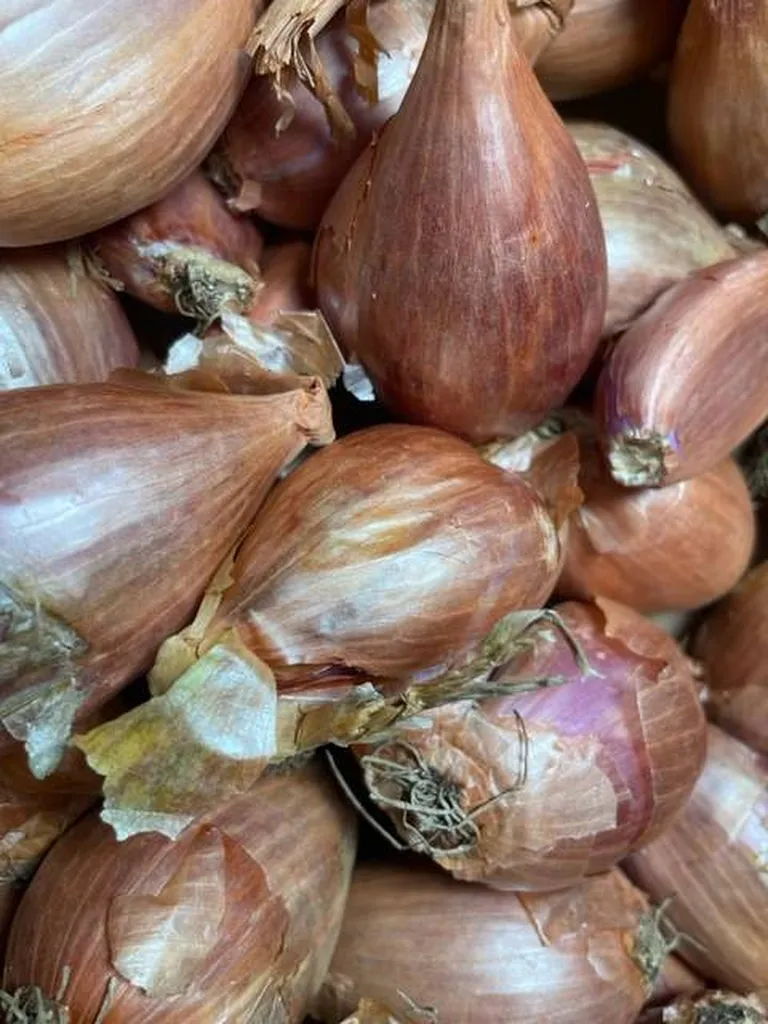 Echalote vrac produites en provence en livraison point relais à Marseille
