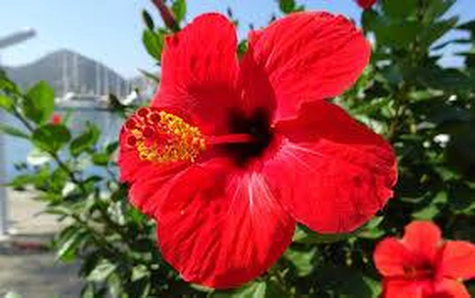 L'hibiscus amèliore la fonction vasculaire