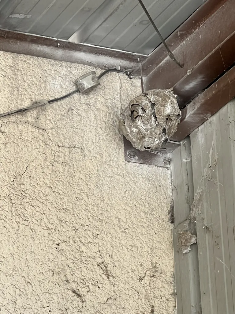 Énorme nid de frelons dans le dépôt de Lidl à Saint-Maximin dans le Var  (83)