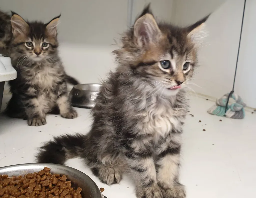 Le doux retour des chatons chez Cany Express