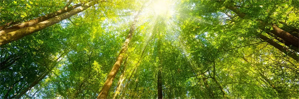 qui contacter pour sécurisation arbre parc accrobranche la rochelle