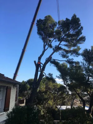 Abattage d'un arbre avec un camion grue à Vedène (Vaucluse) :  sécurité et expertise assurées