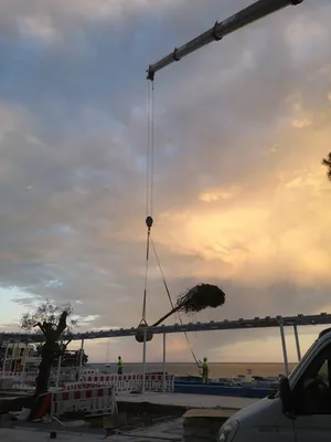 Plantation de Pinus sur la plage du Larvotto à Monaco