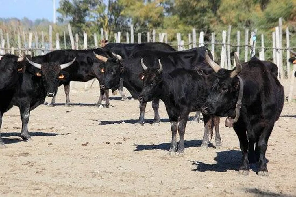 le mas de la plage vias plage 