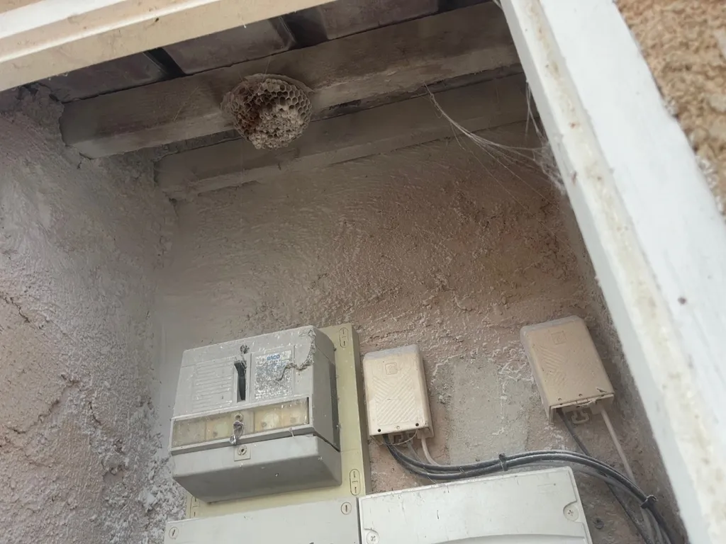 Nid de frelons asiatiques à Marseille dans les bouches du rhones 