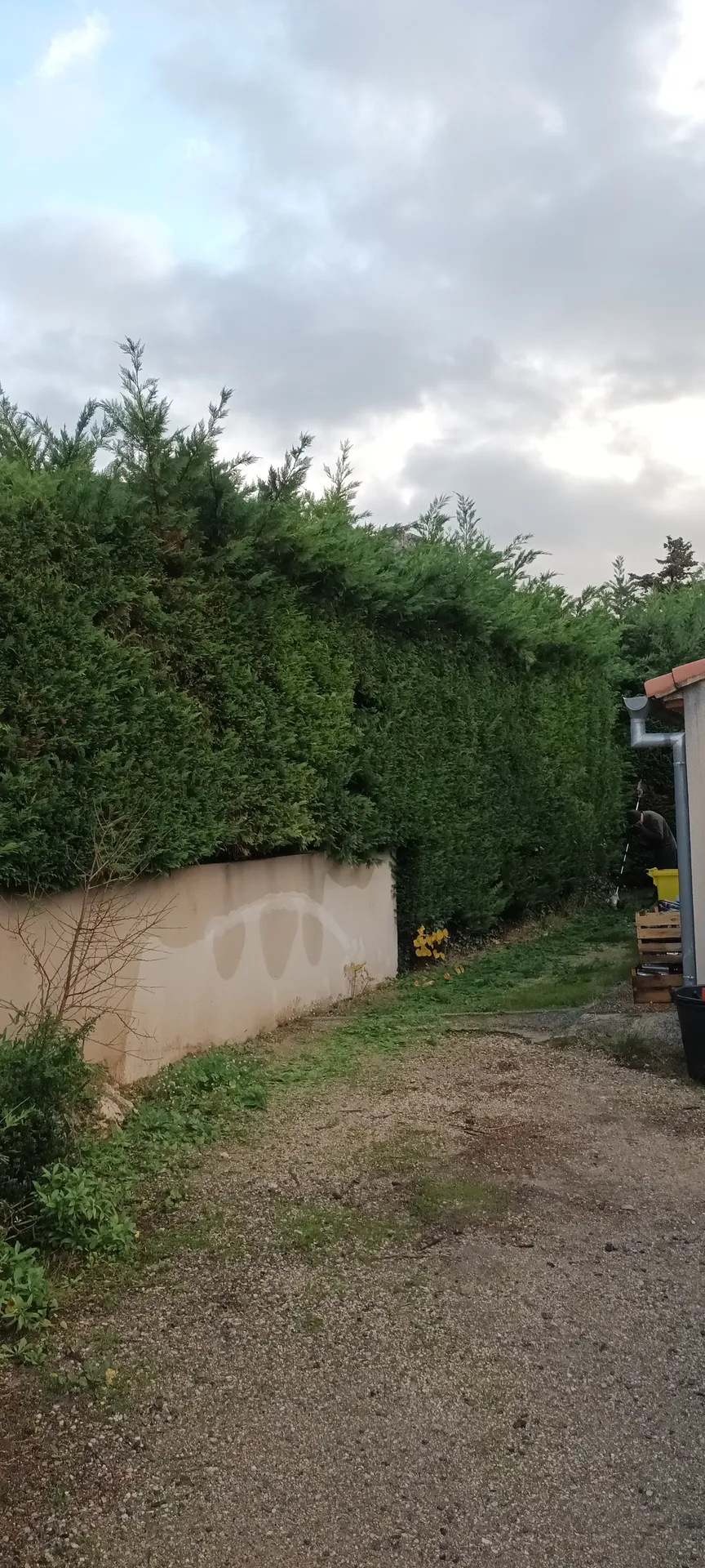 Taille d'un jardin à vaufreges 9ème à Marseille. 