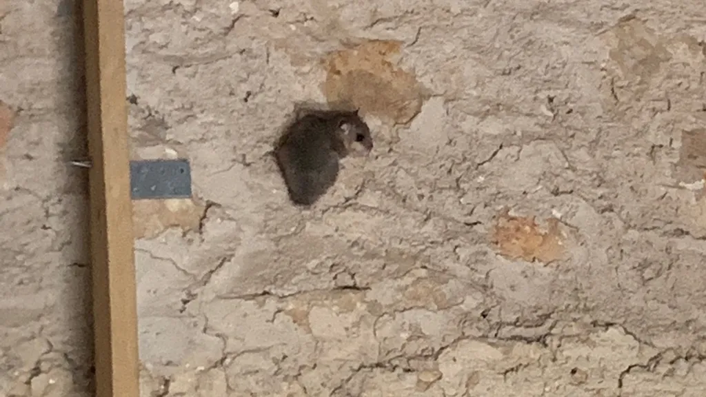 Problème de rat dans la grange d’un client particulier sur la commune de Saint-Maximin-la-sainte-Beaume dans le Var (83)