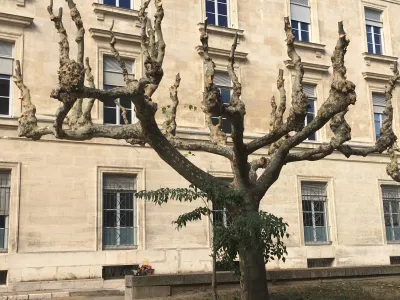 Elagage de platanes à Avignon (84), réalisé par notre équipe d'élagueurs grimpeurs experts