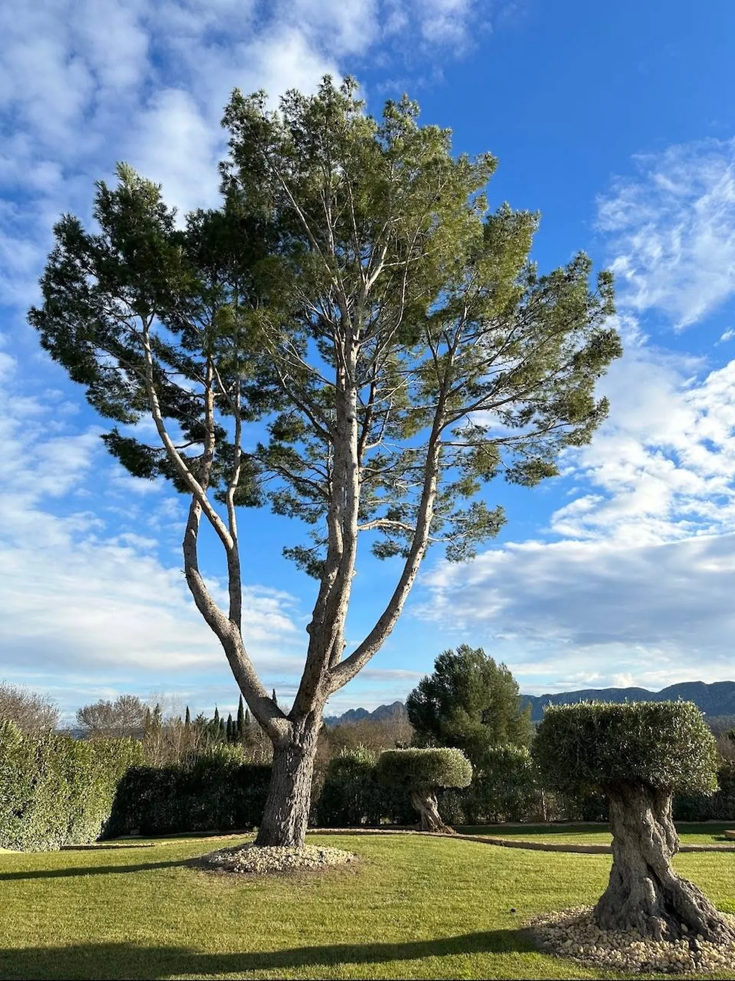 Carré Vert, entreprise professionnelle d'élagage à Saint-Rémy-de-Provence, 13210, offrant des services de qualité pour des arbres bien entretenus dans les Alpilles