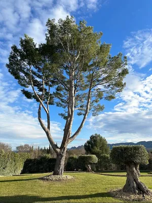 Carré Vert, entreprise professionnelle d'élagage à Saint-Rémy-de-Provence, 13210, offrant des services de qualité pour des arbres bien entretenus dans les Alpilles
