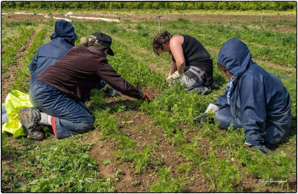 jardin de cocagne Macon