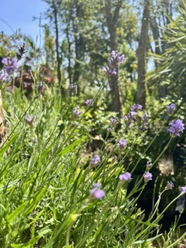 5 PLANTES PARFAITES POUR SUPPORTER LA CHALEUR SUR LE BASSIN D'ARCACHON