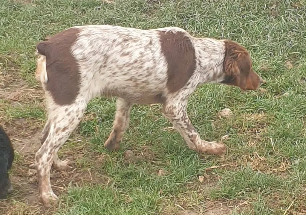 CHIOT EPAGNEUL BRETON ELEVAGE DU PALAIS DES PAPES