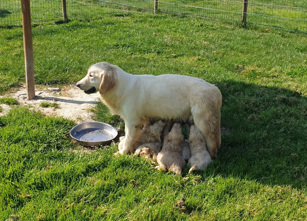 Acheter un chiot de race GOLDEN RETRIEVER chez un professionnel de l'élevage dans le Vaucluse.