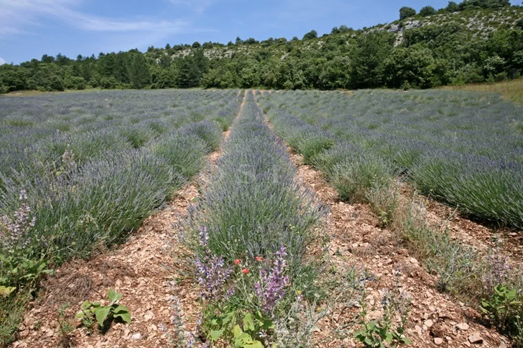 Superbe ensemble de bâtiments au coeur de + de 28 hectares  proche du mont Ventoux  