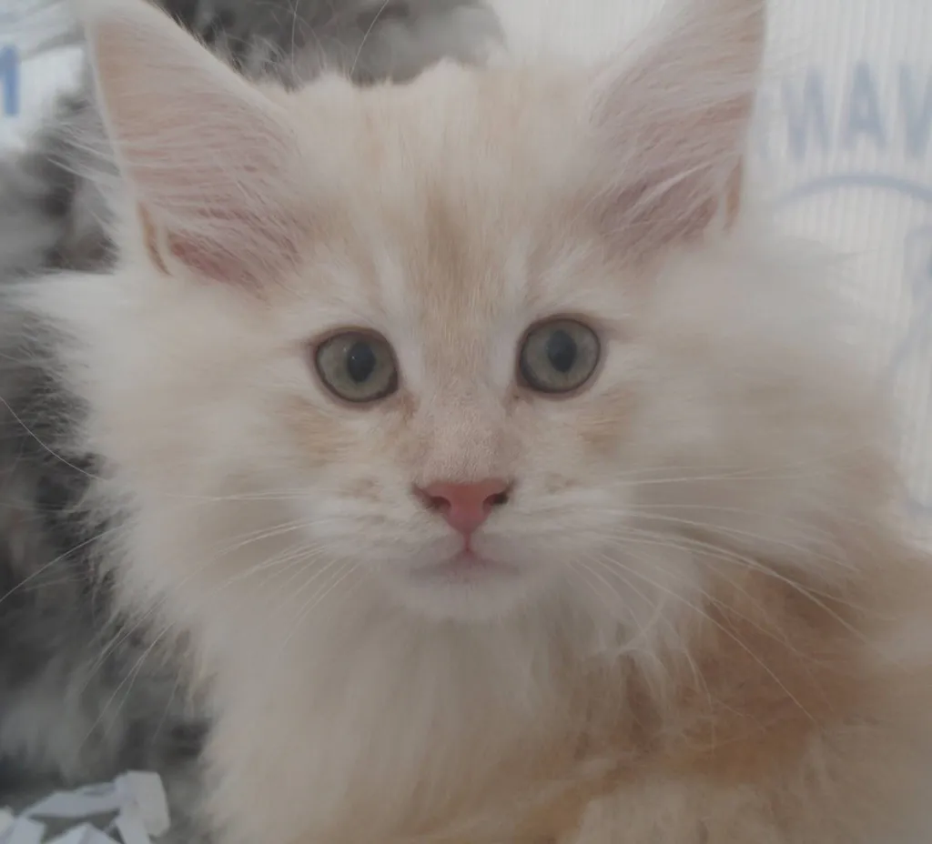 Chatons Maine Coon au LOOF de l'élevage du palais des papes 