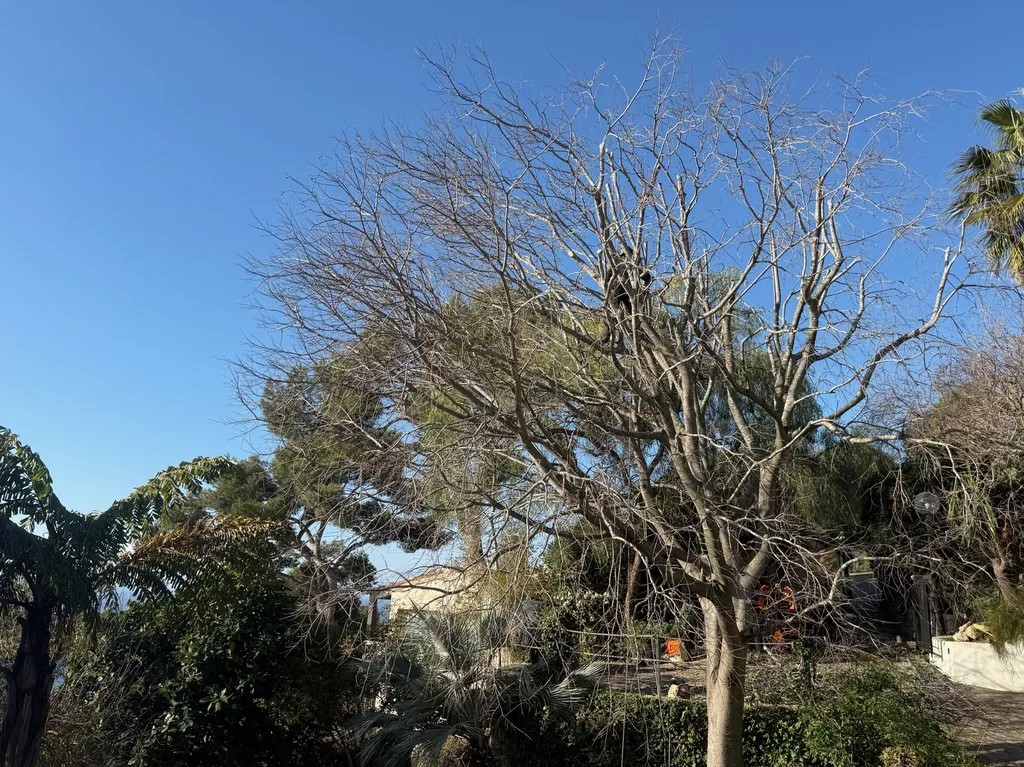 Elagage d'un grand micoulier