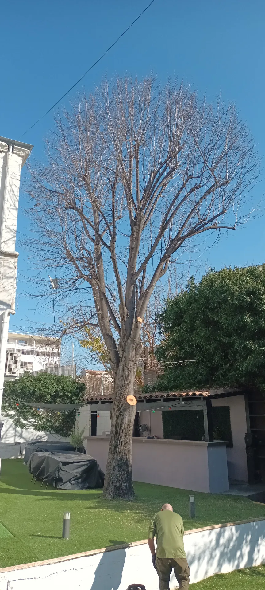 Elagage d'un tilleul dans le 12ème à montolivet.