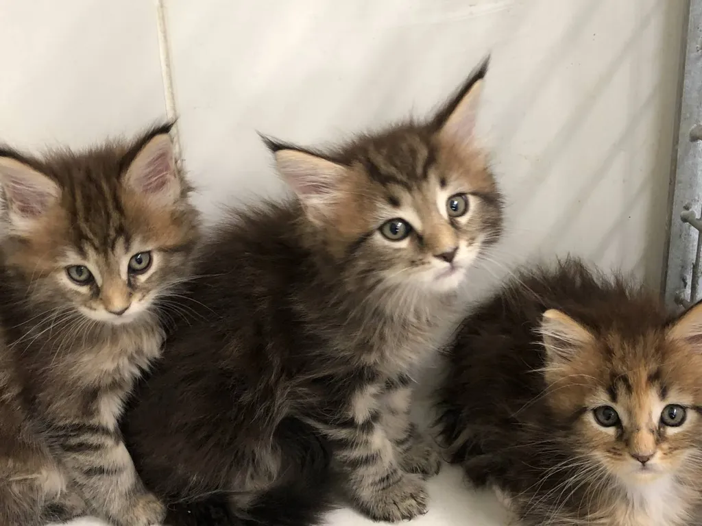 Acheter des chatons MAINE COON inscrit au LOOF dans le Vaucluse