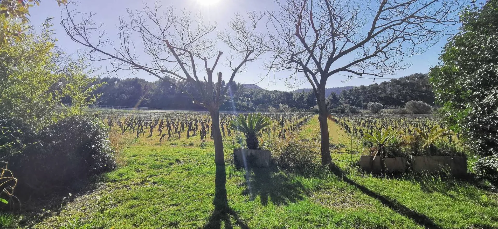 Cassis maison à vendre au milieu des vignes