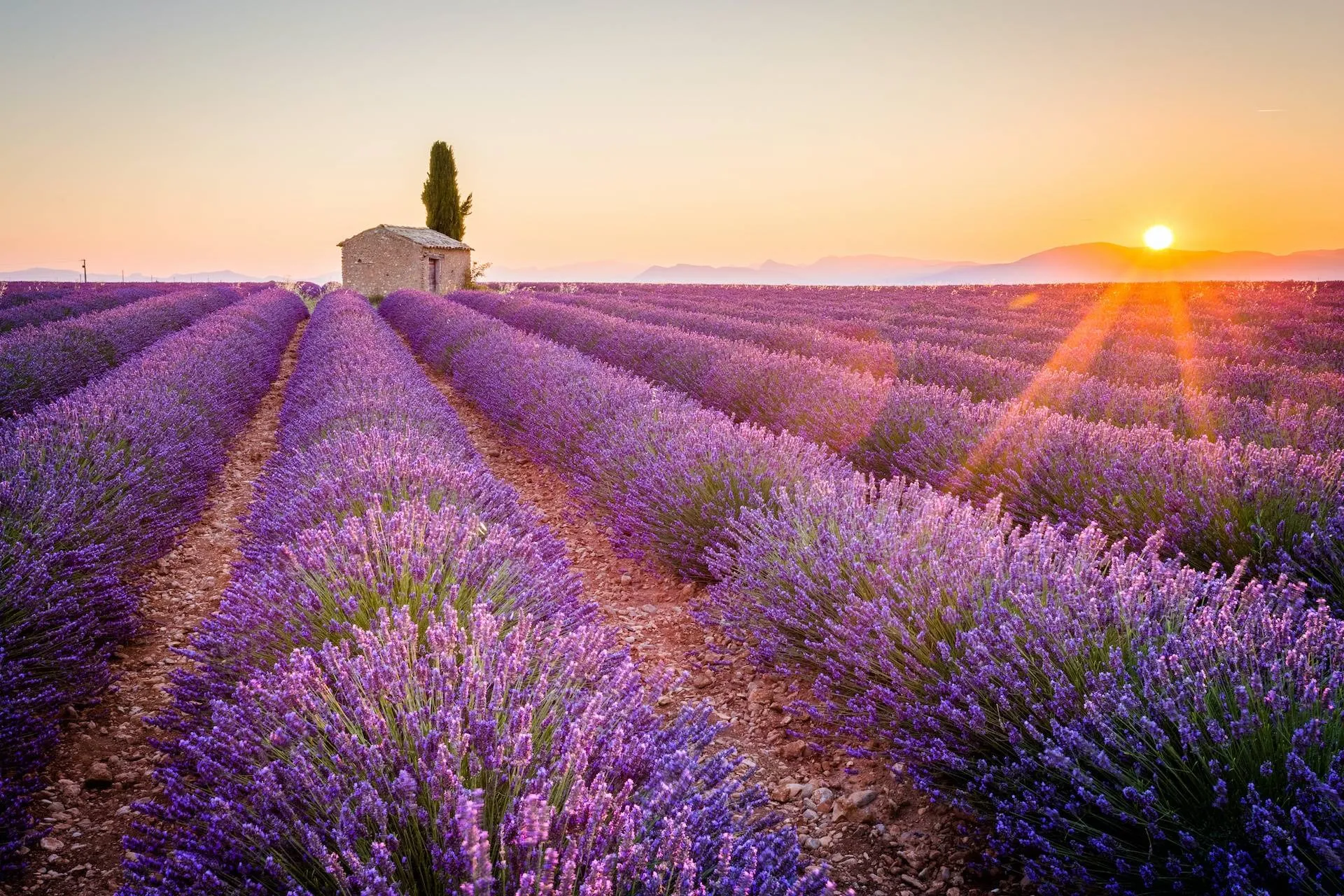 Lavender in Provence