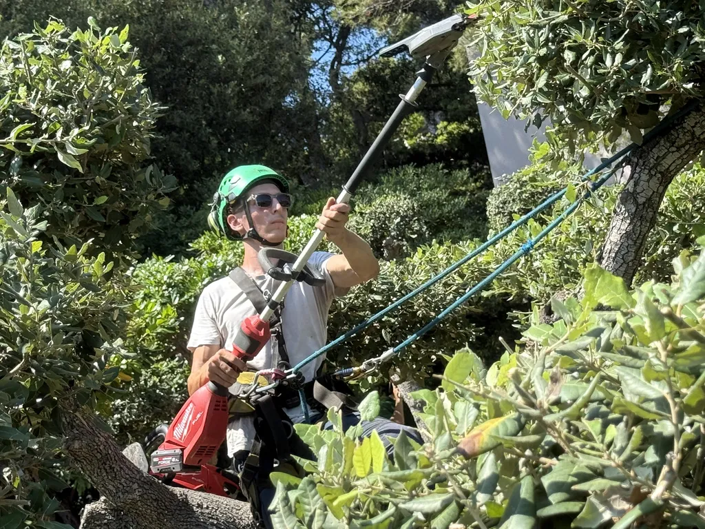 Taille en topiaire – entretien des chênes verts à Hyères