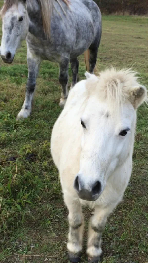poney pour enfants