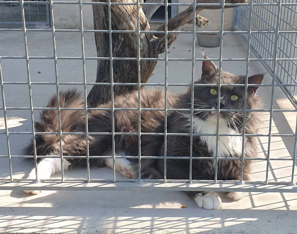 Chatons Maine Coon LOOF à réserver – nés le 9 avril 2026