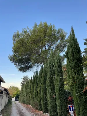 Paysagiste dans le 13 pour l'abattage d'un arbre dangereux
