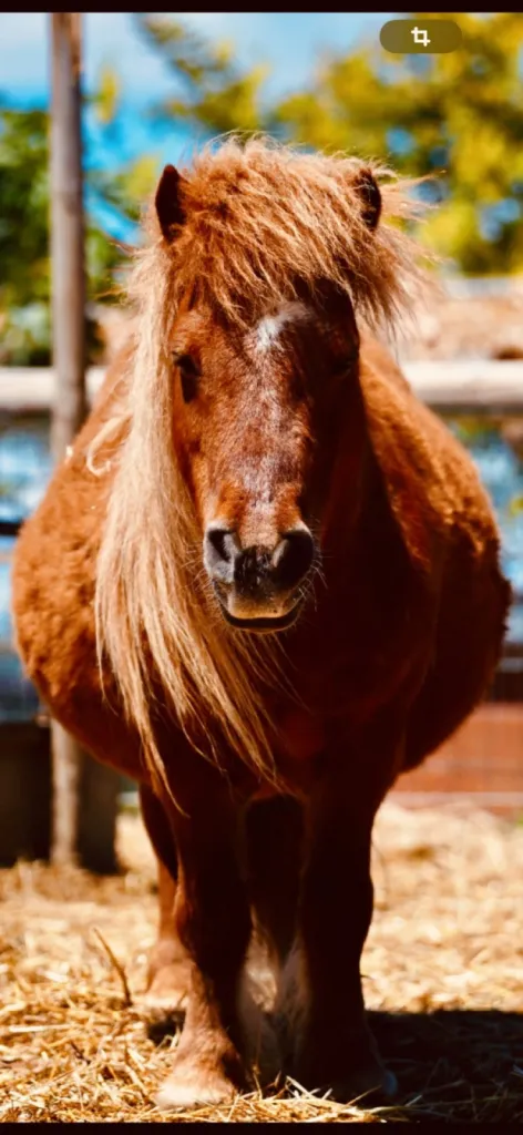 balade pour enfant en petit poney sur le Grau du Roi proche de L'espiguette