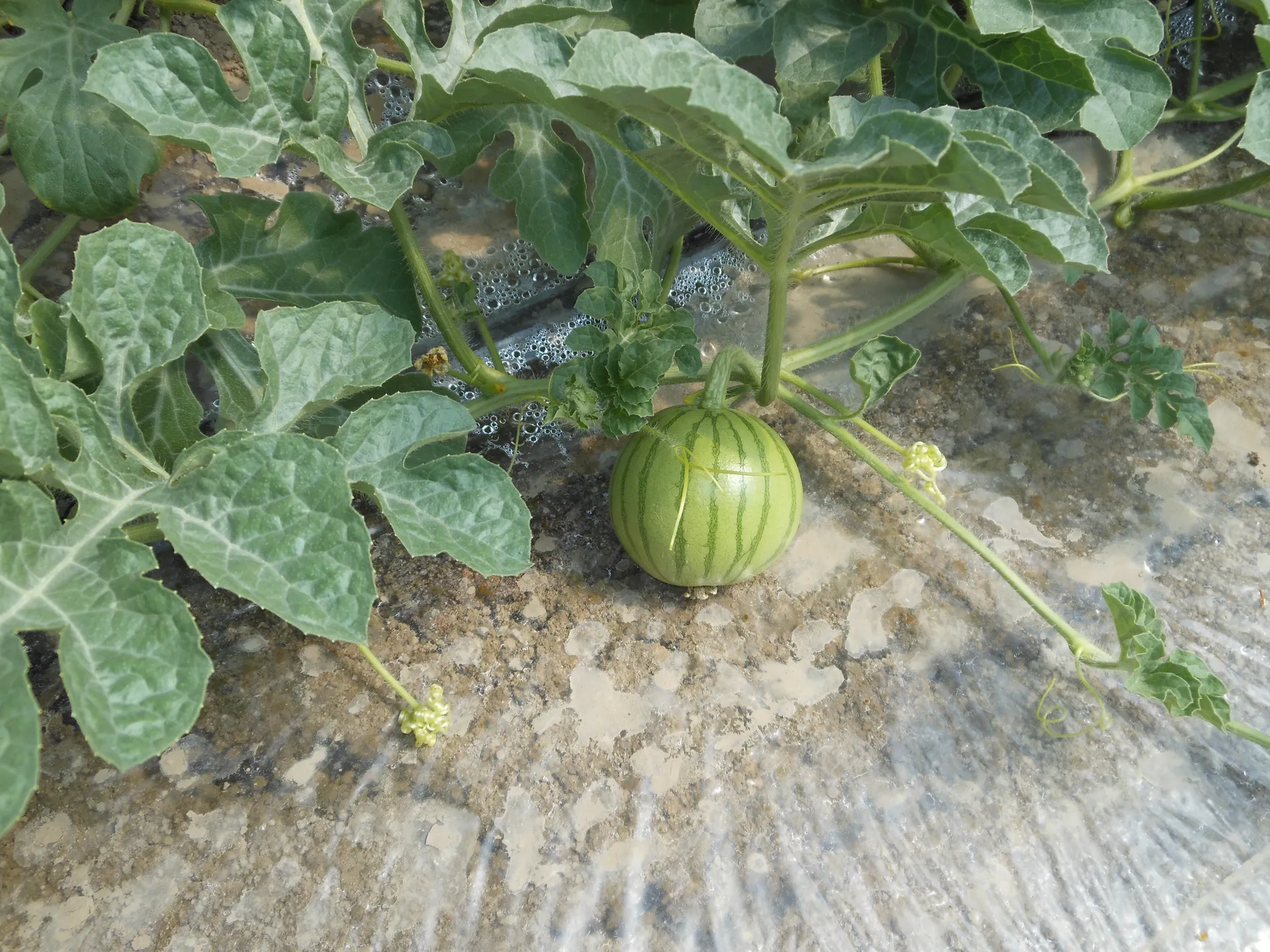 Production de pastèque sous abri - serre - chez La Coupe D'or, producteur de fruits et légumes à Avignon