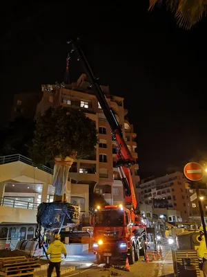 Plantation des sujets exceptionnels à Monaco