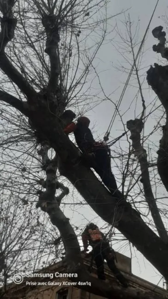 Elagagueur grimpeur pour platanes Salon de Provence par les experts d AEP