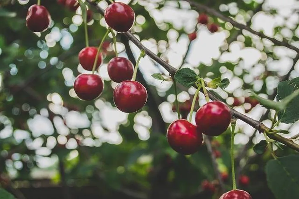 Un élagueur pour faire abattre ou entretenir un arbre fruitier a Blanquefort