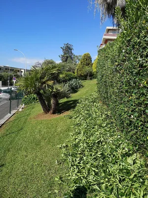 Taille de haie dans copropriété à Nice