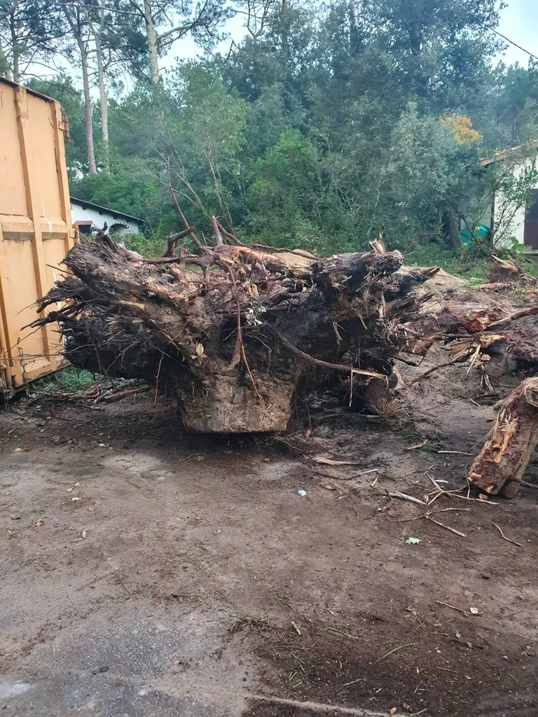Dessouchage de la souche d'un chêne par un professionnel après l'abattage de l'arbre à Soussans