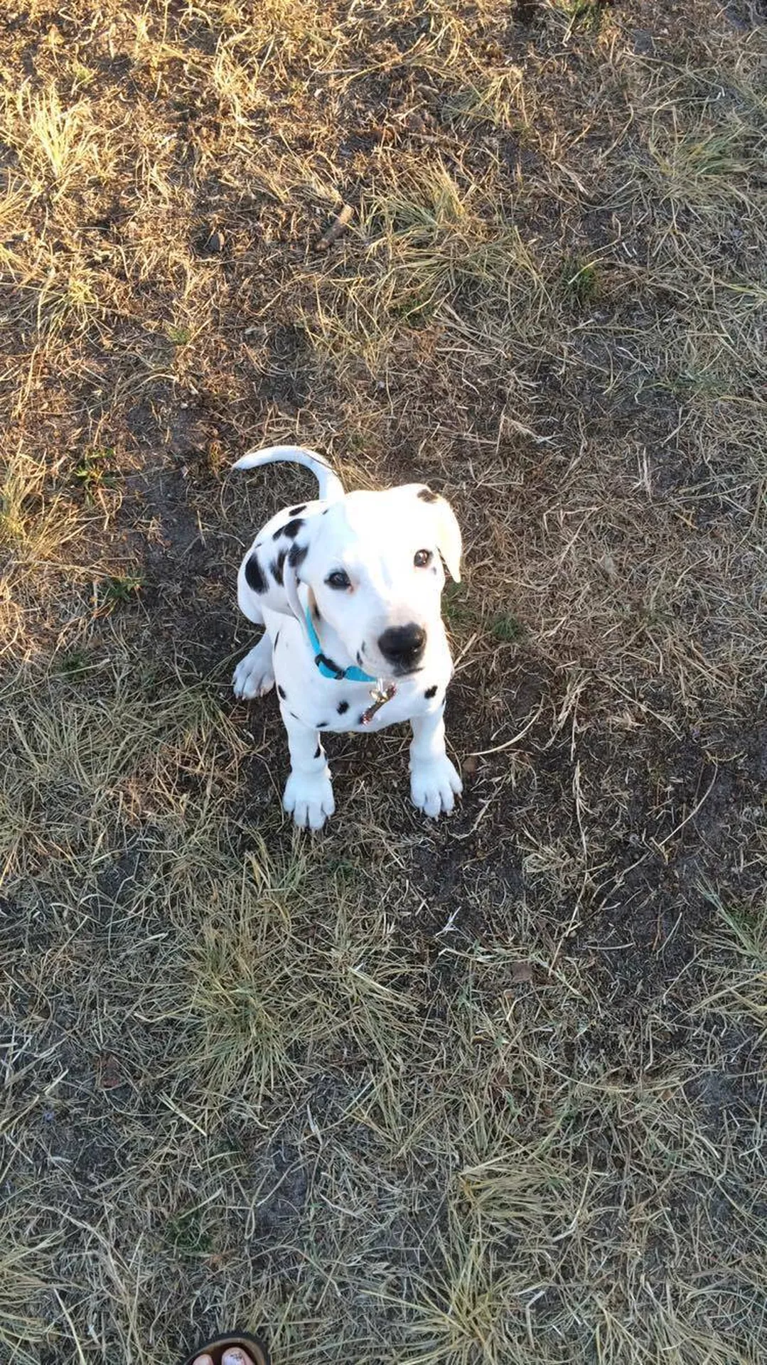 Cours d'éducation pour chiot Bordeaux et ses alentours Pessac et Biganos