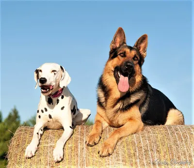 dresseur de chien a Salles