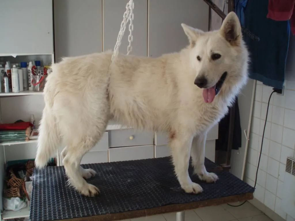Toilettage pour grand chien Berger Blanc Suisse à Avignon